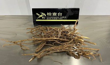 「瀕危植物進出口」這種長得很像“樹根”的,其實是野生瀕危植物(圖1)