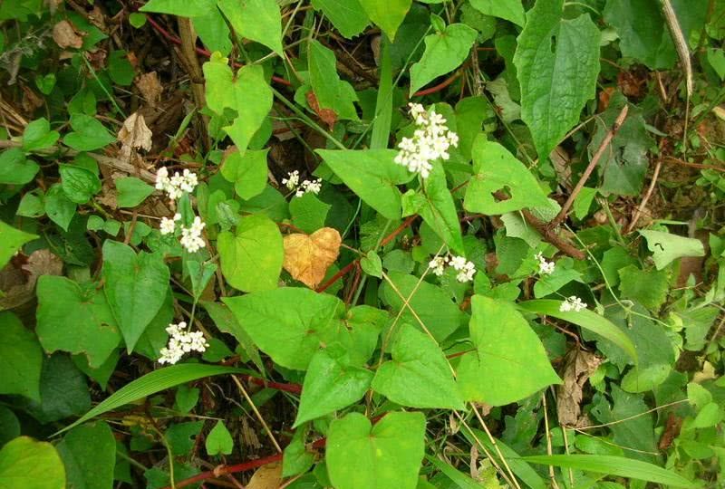 「動植物進(jìn)出口」2021年國家林業(yè)、草原局重點(diǎn)保護(hù)野生植物名錄